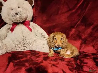 Miniature Dachshund dogs CHURRO - Ad 4