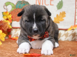 Pomsky dogs Rowan - Ad 4