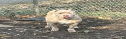 American Bully dogs for sale: Beans  - Ad 2