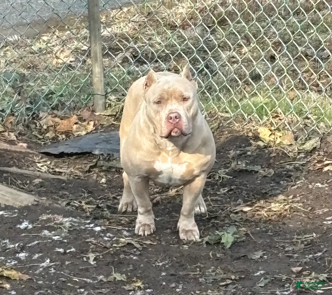 American Bully dogs for sale: Beans  - Ad 2