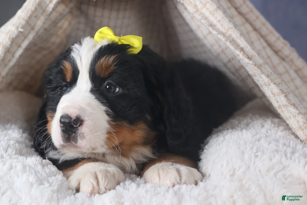 Bernese Mountain Dog dogs for sale: HEIDI - Ad 6