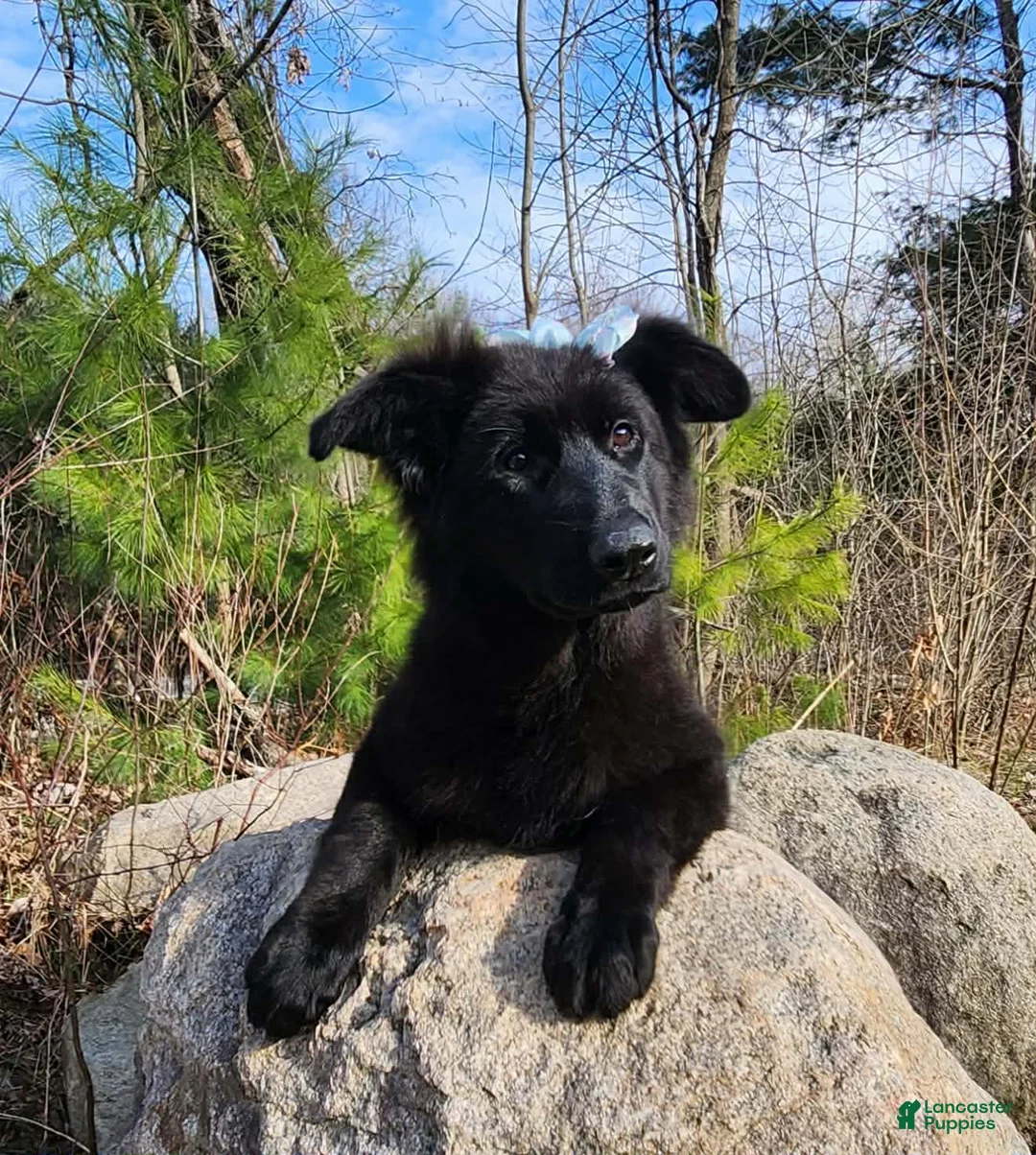 Gallery Image {{count}}