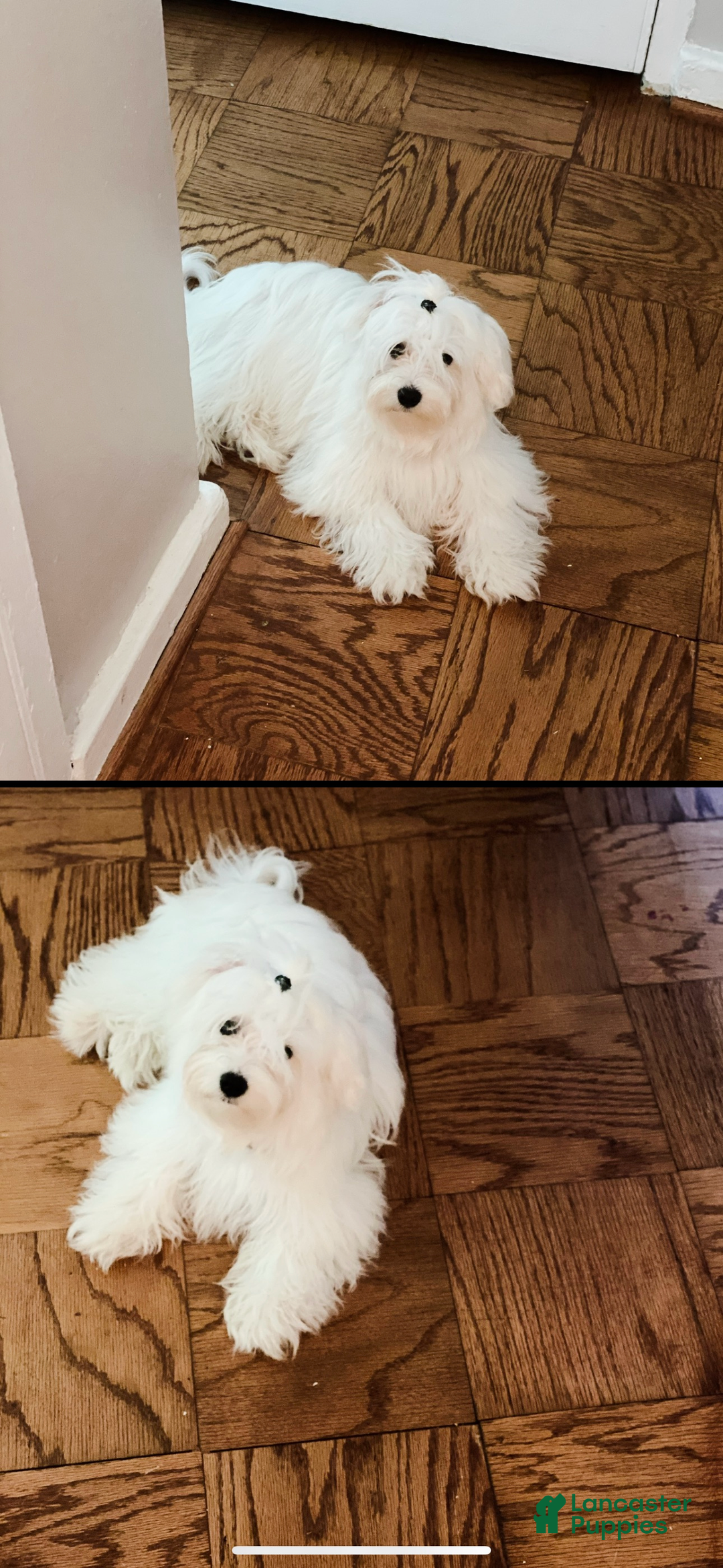 Maltipoo dogs for sale: Maltipoo Puppy 1 - Ad 4