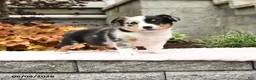 Mixed Breed dogs for sale: Nugget - Ad 1