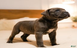 Mixed Breed dogs for sale: Clare - Image 2