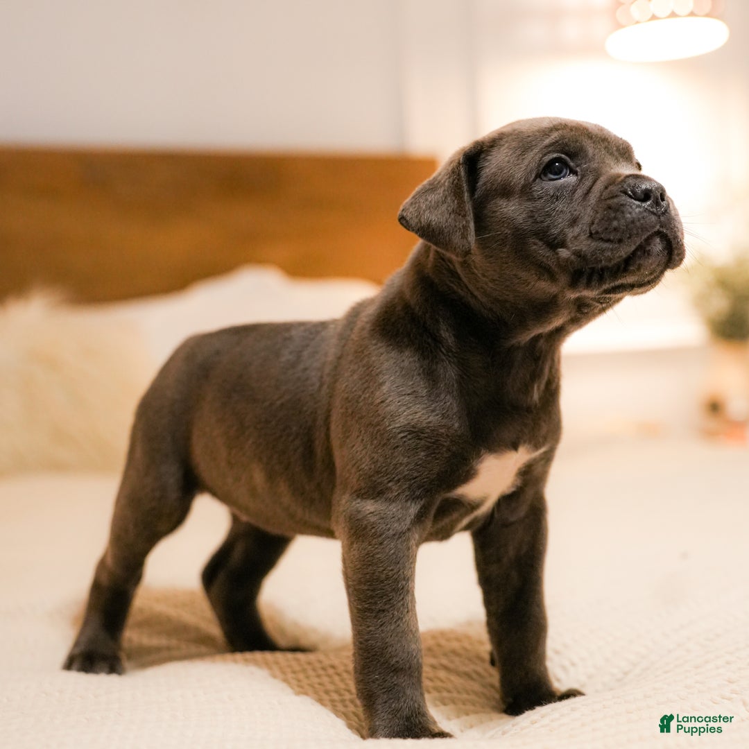 Mixed Breed dogs for sale: Clare - Image 2