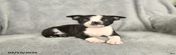 Boston Terrier dogs for sale: Barkley - Ad 2
