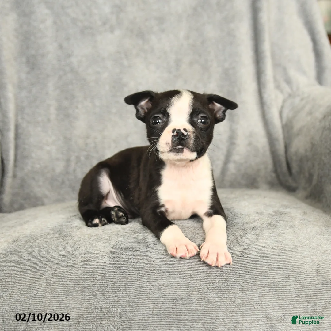 Boston Terrier dogs for sale: Barkley - Ad 2