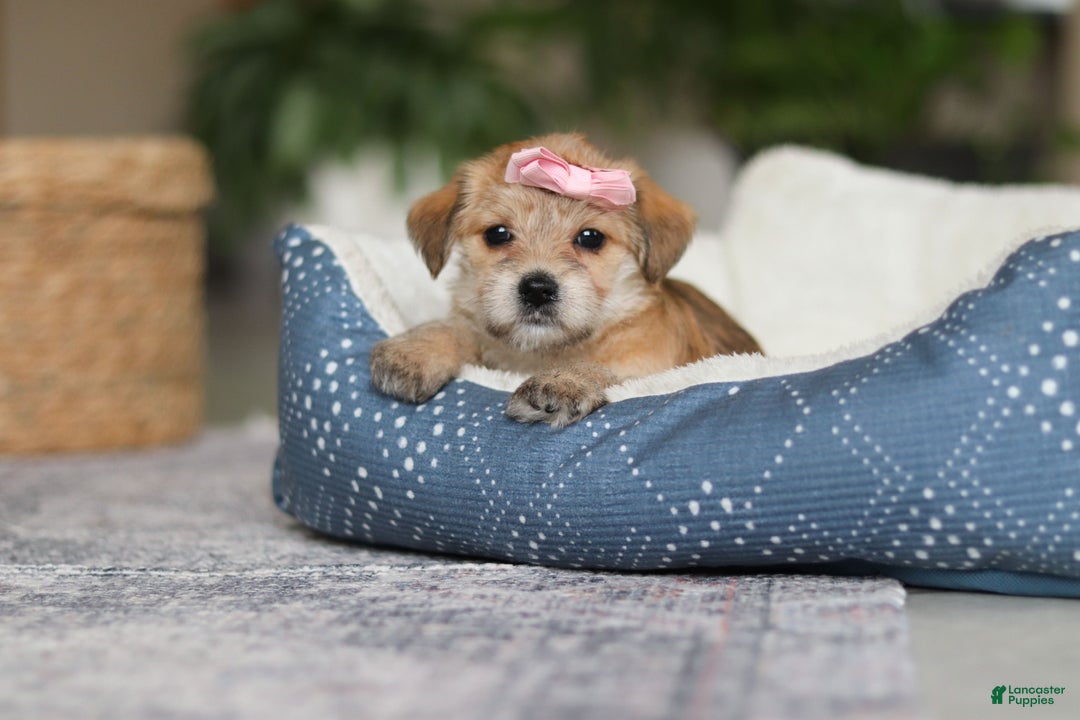 Morkie dogs for sale: Ina - Ad 10