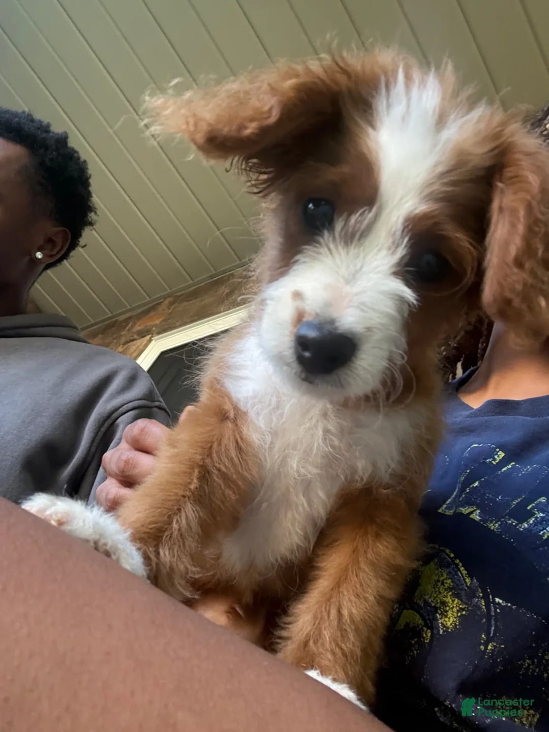 Cavapoo dogs for sale: Cavapoo 1 - Ad 2