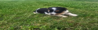 Yorkshire Terrier Puppy 1