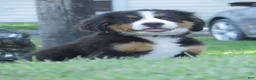 Bernese Mountain Dog dogs for sale: Joey - Ad 4