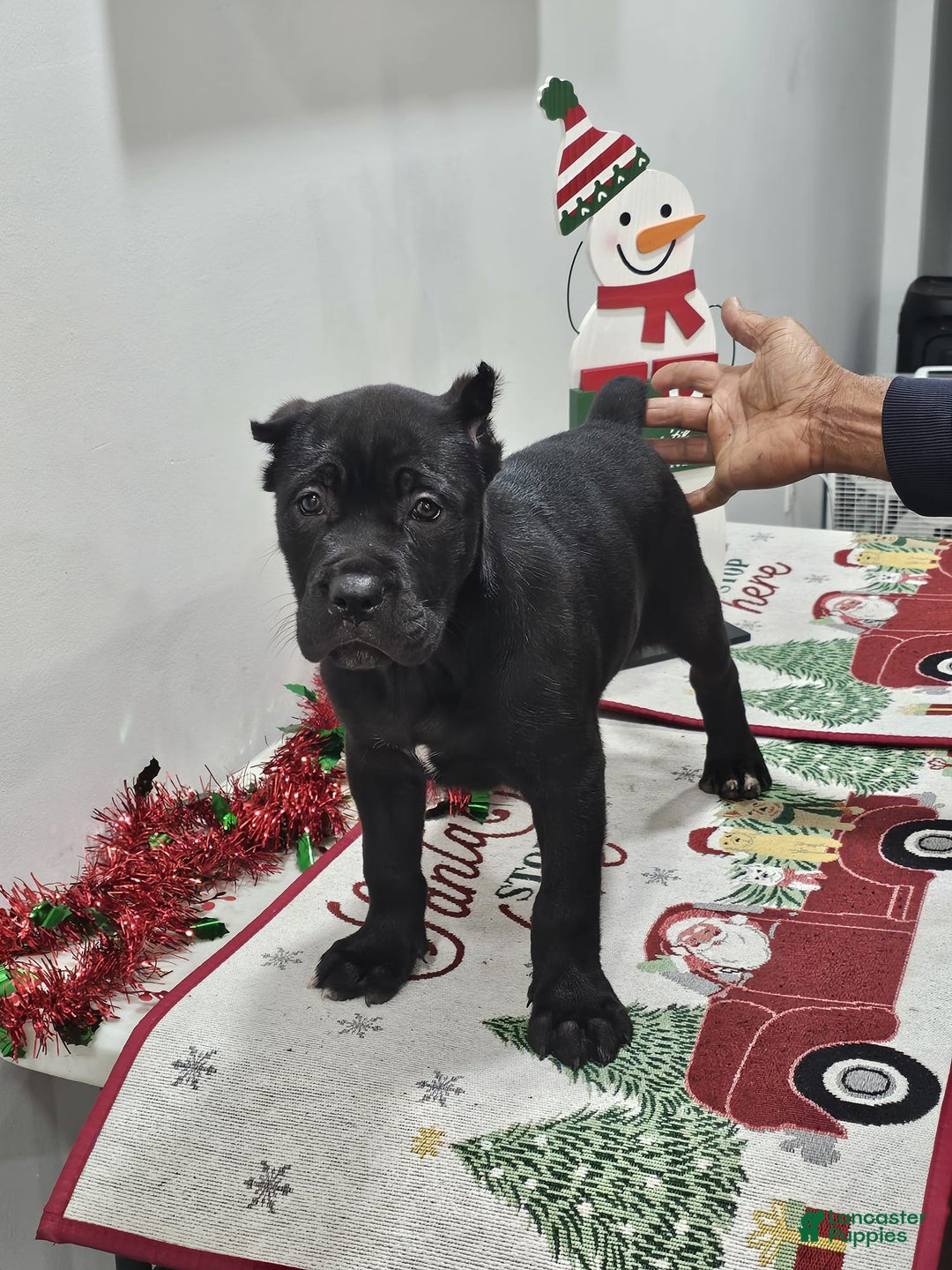 Cane Corso dogs for sale: SASSY - Ad 4