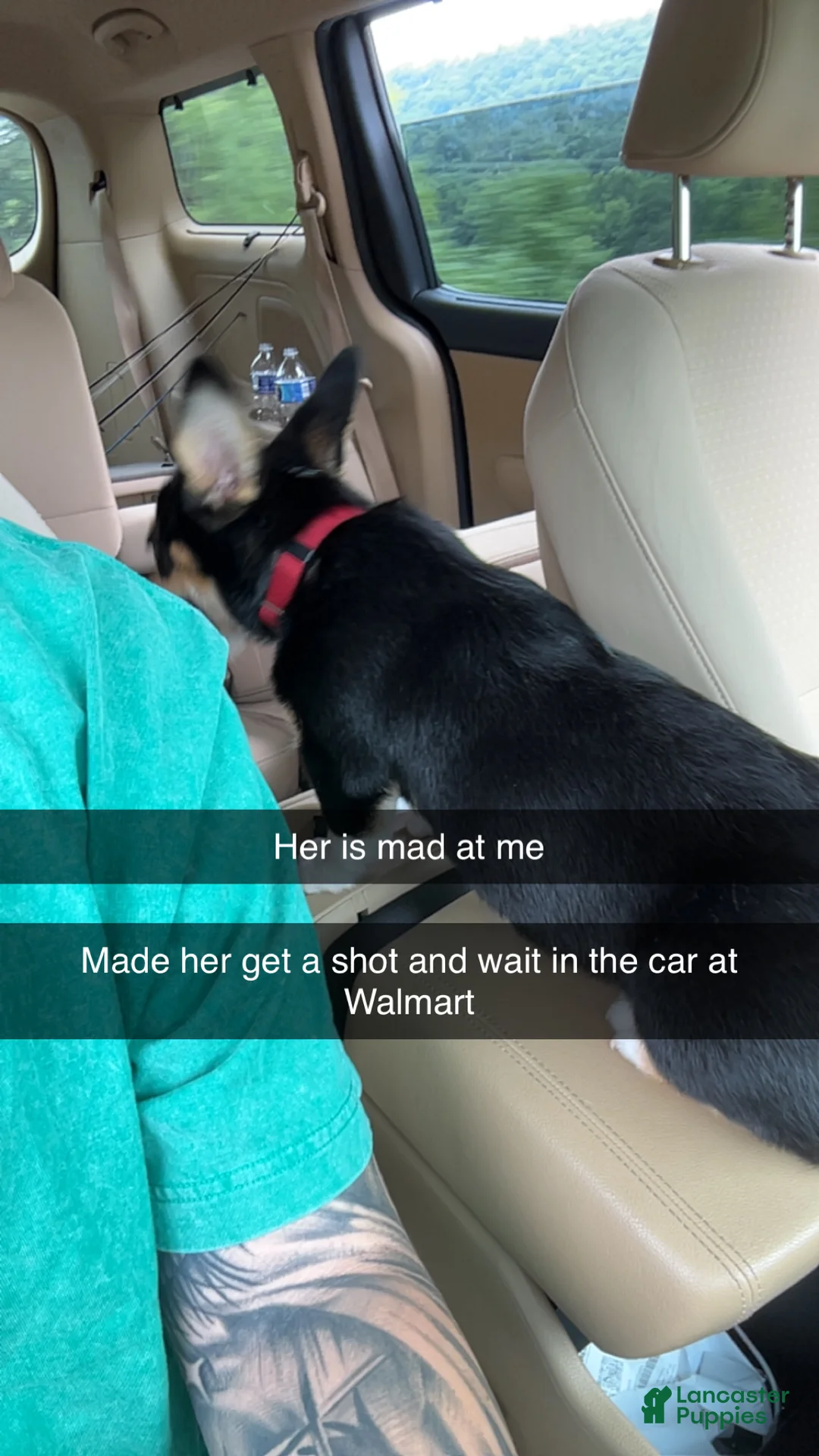 American Corgi dogs for sale: Tululah (Tulley) - Ad 2