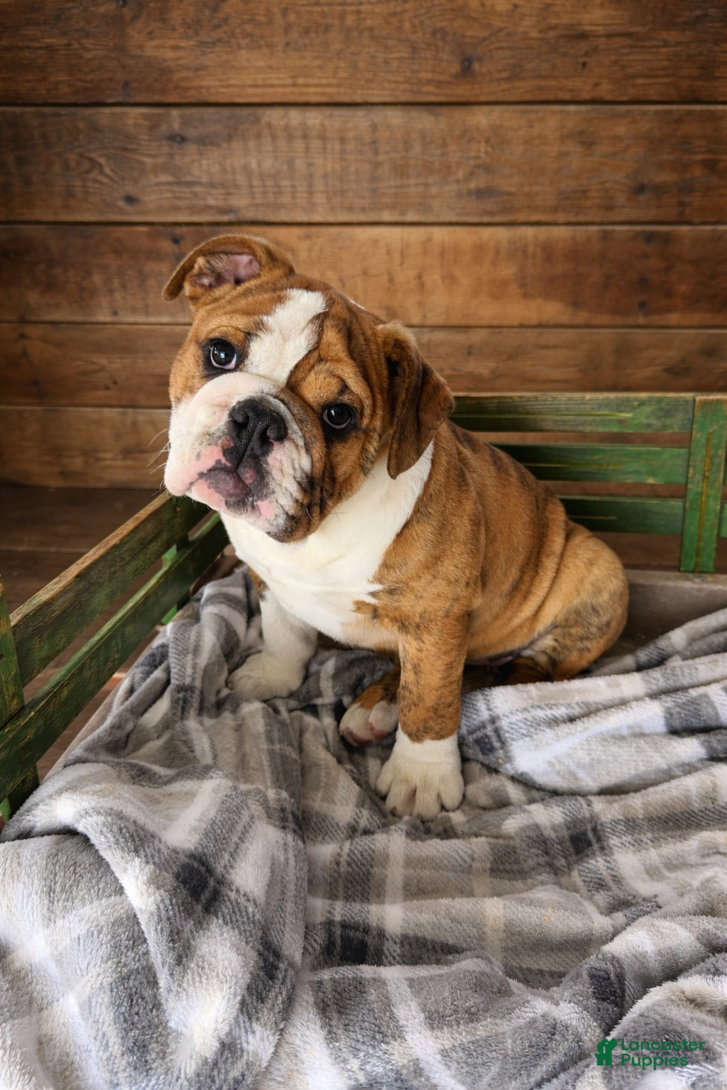 Mixed Breed dogs Jewel - Ad 1