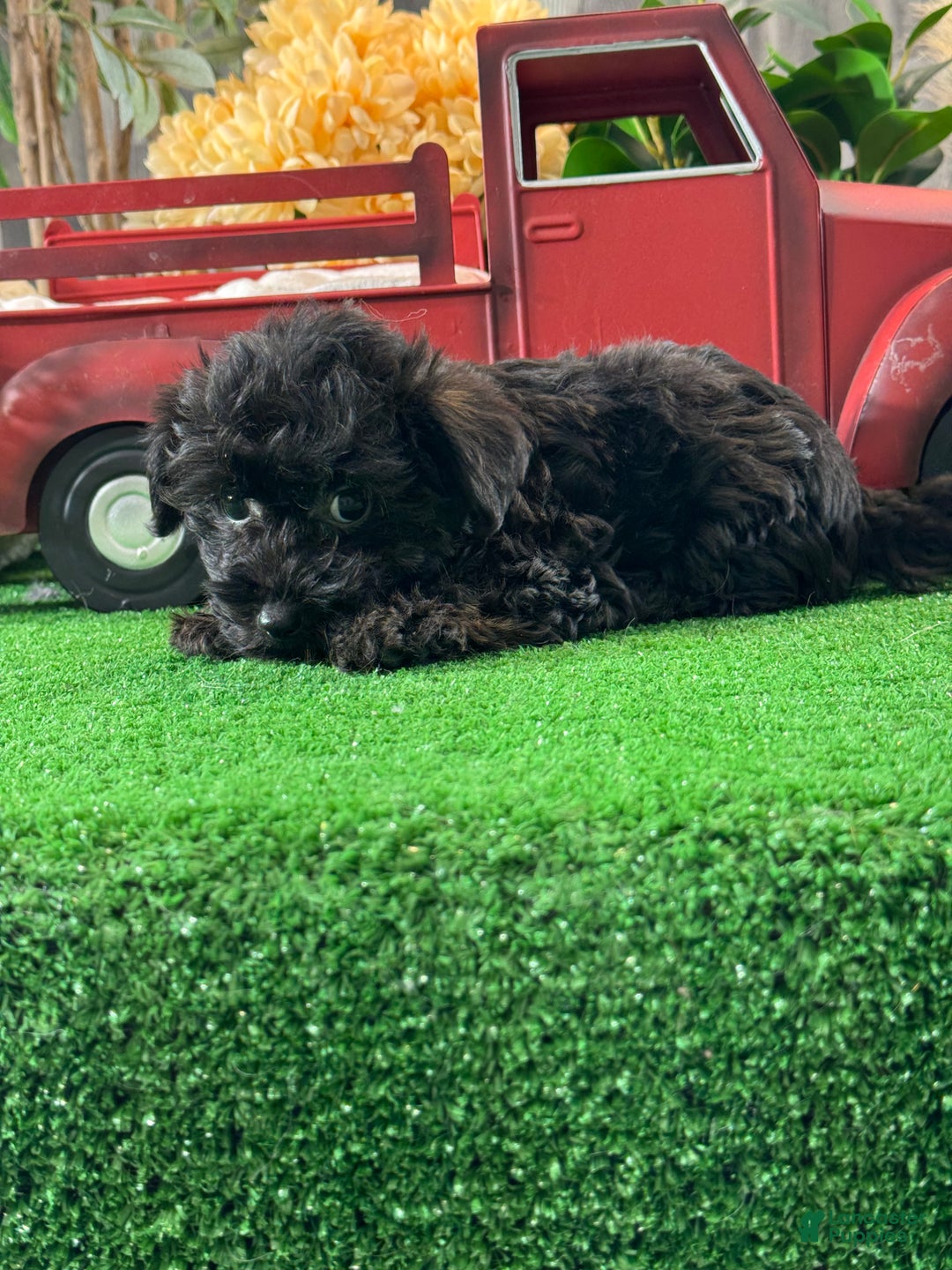 Yorkiepoo dogs for sale: Pansy - Ad 5