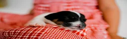 Jack Russell Terrier dogs for sale: Jack Russell Terrier 1 - Ad 9