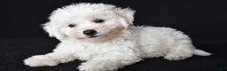 Bichon Frise dogs for sale: Butch - Ad 8