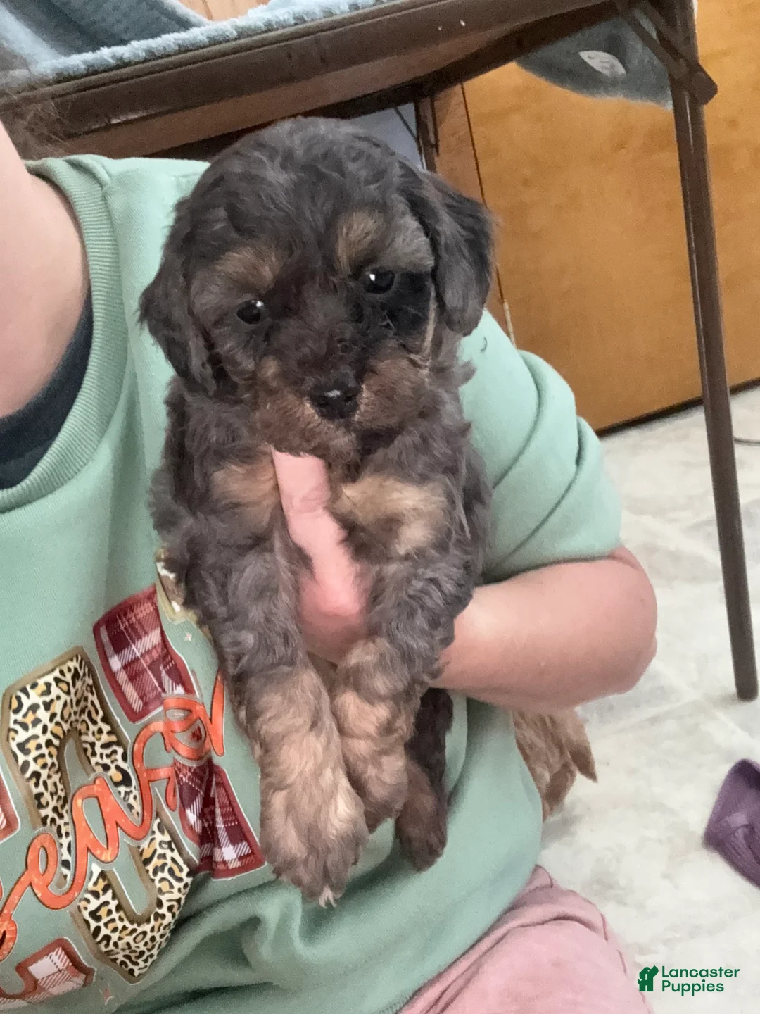 Cavapoo dogs for sale: Cavapoo Puppy 1 - Ad 9