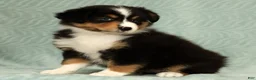 Australian Shepherd dogs for sale: Sophie - Ad 9