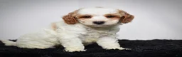 Mini Goldendoodle dogs for sale: Mr. Archie - Ad 6