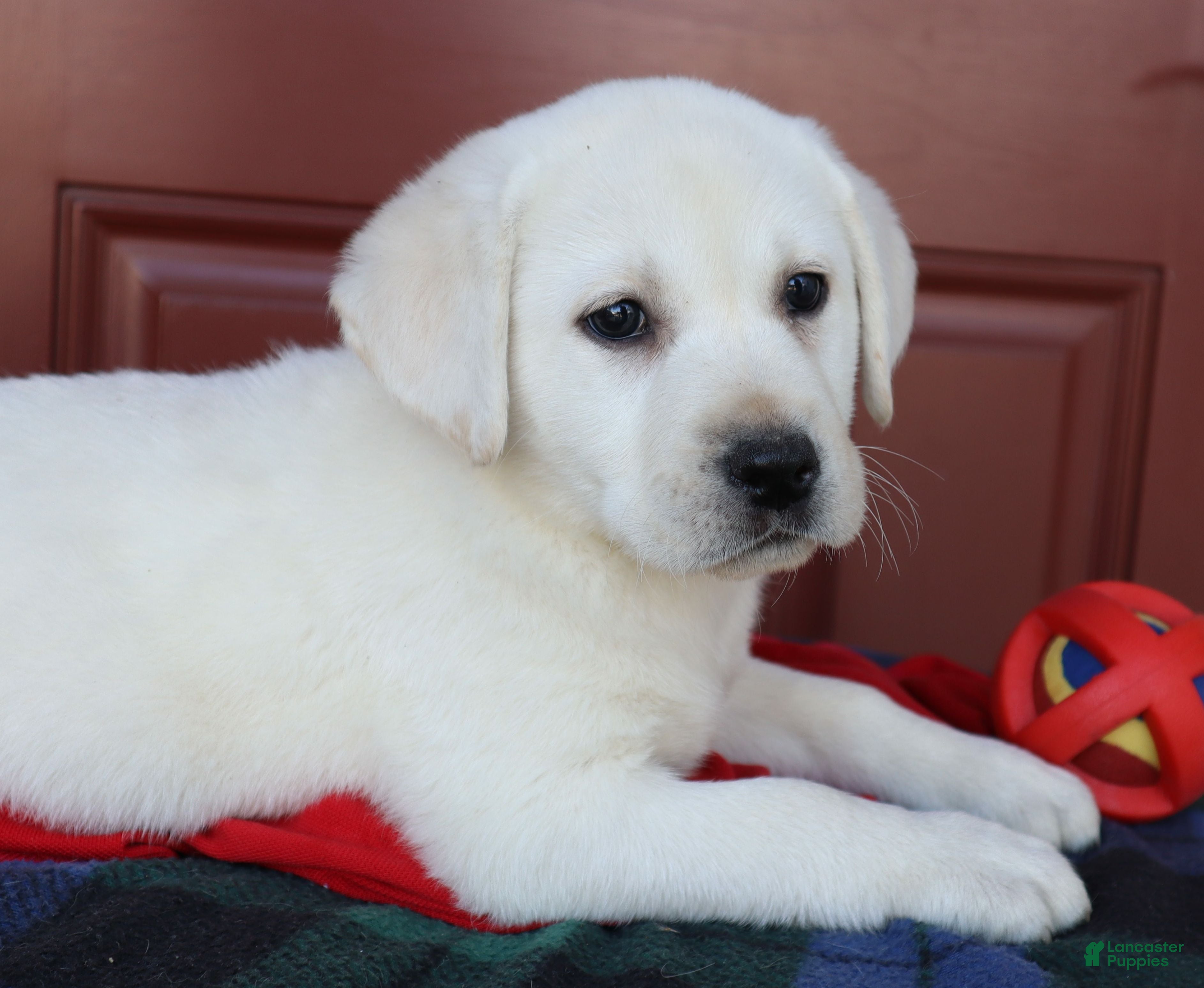 Labrador Retriever dogs Willow -Champ lines - Ad 2