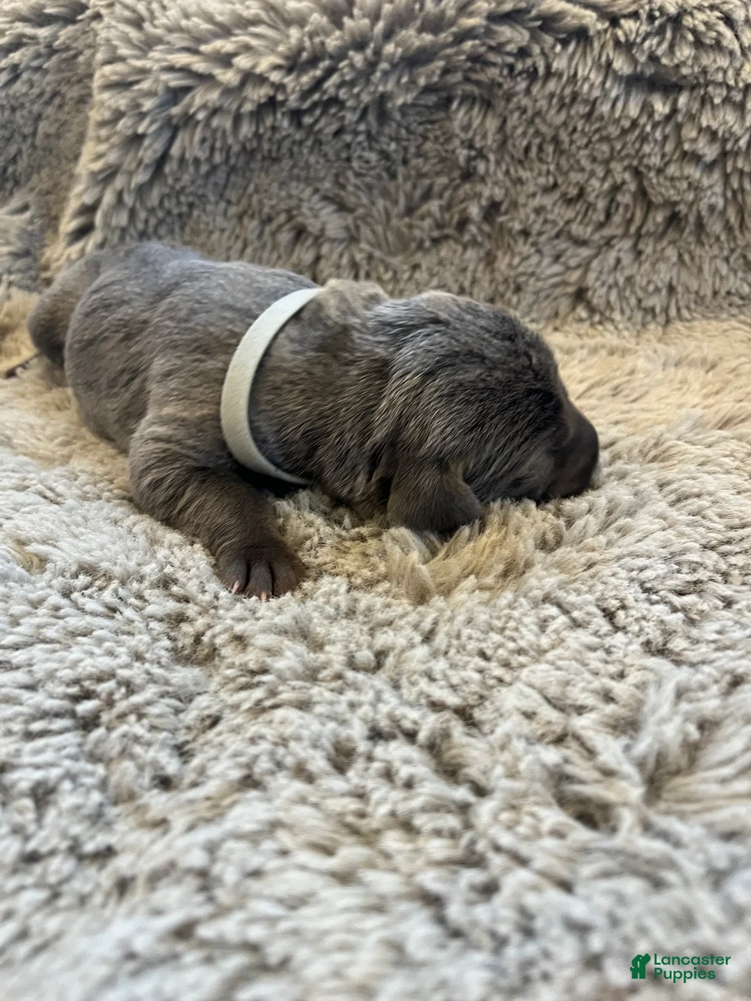 Weimaraner dogs for sale: Weimaraner Puppy 8 - Ad 1