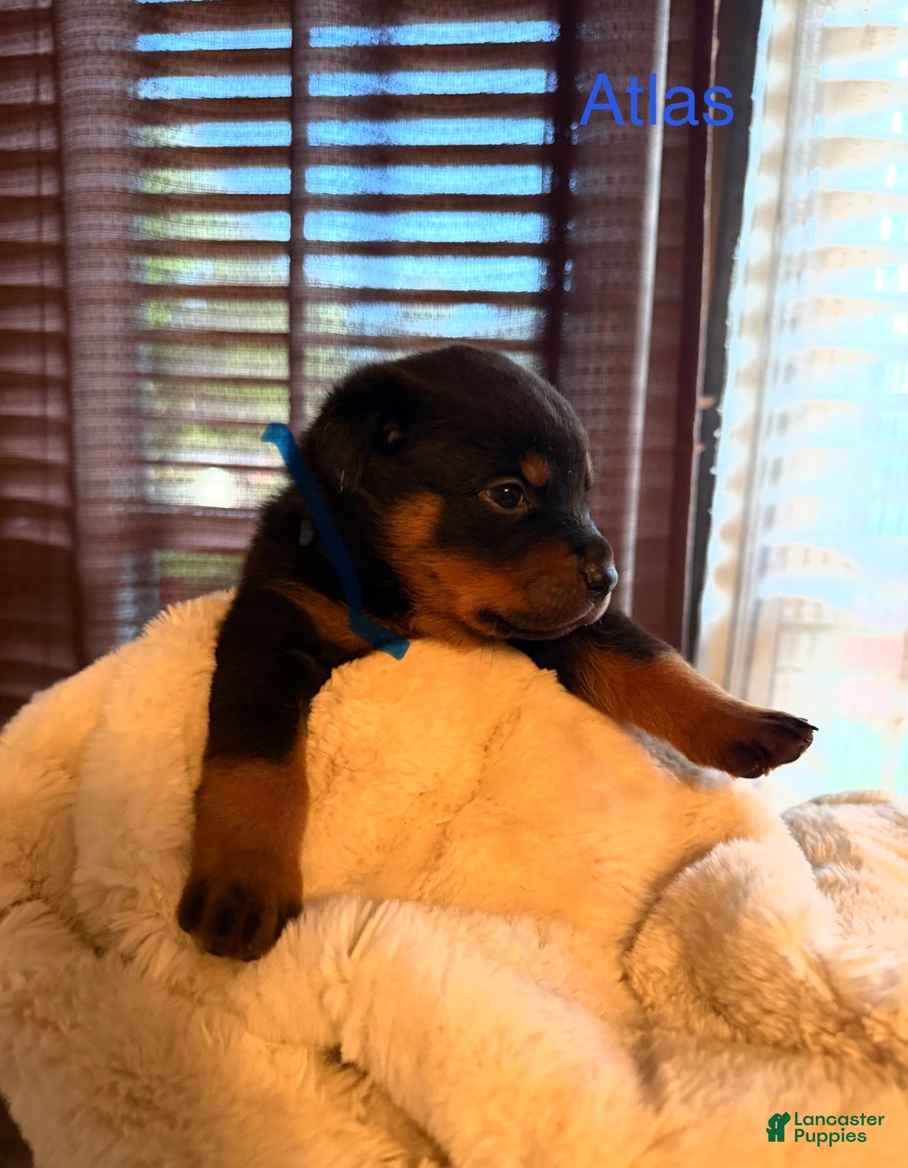 Rottweiler dogs for sale: Rottweiler 2 - Ad 4
