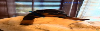 Rottweiler 2