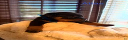 Rottweiler dogs for sale: Rottweiler 2 - Ad 1