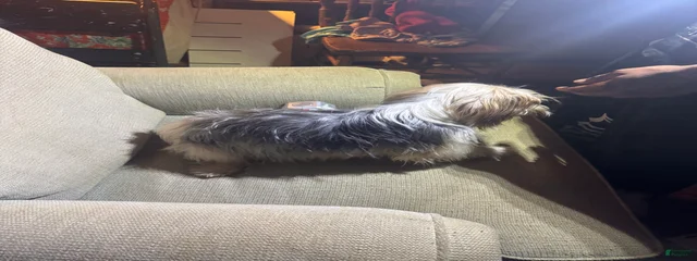 Jackson greer