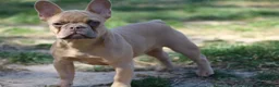 French Bulldog dogs for sale: French Bulldog Puppy 3 - Ad 2
