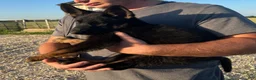 German Shepherd dogs for sale: Gee Gee  - Ad 4