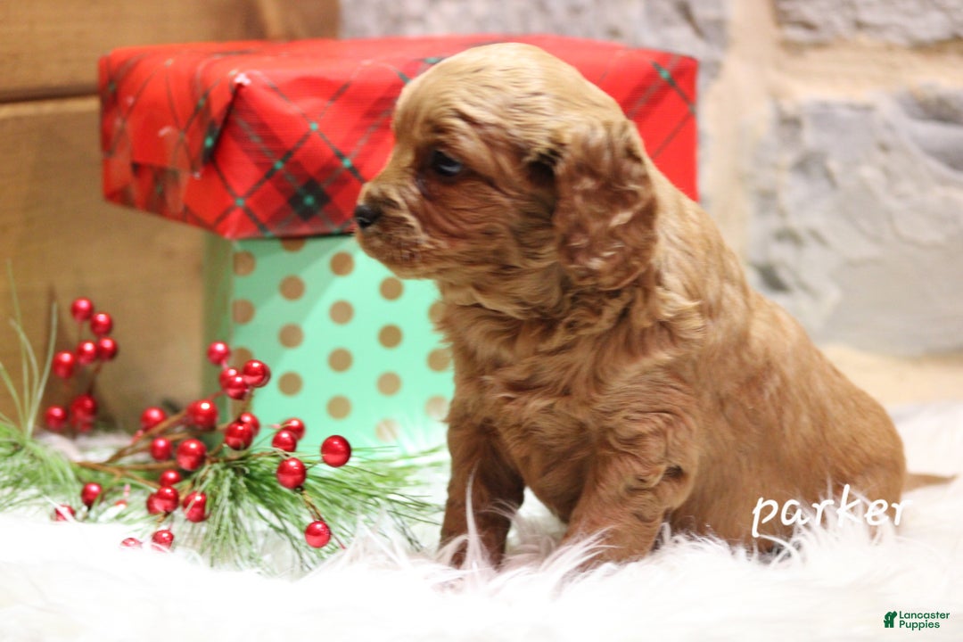 Cavapoo dogs for sale: Parker - Ad 5