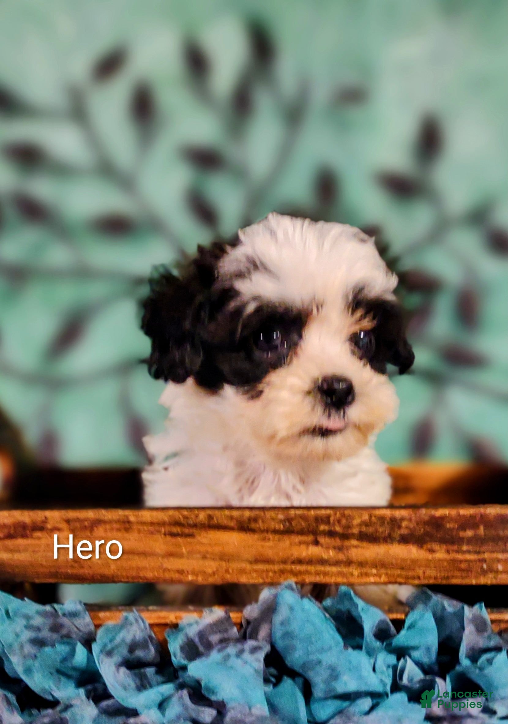 Mixed Breed dogs Mixed Breed 3 Hero - Ad 2