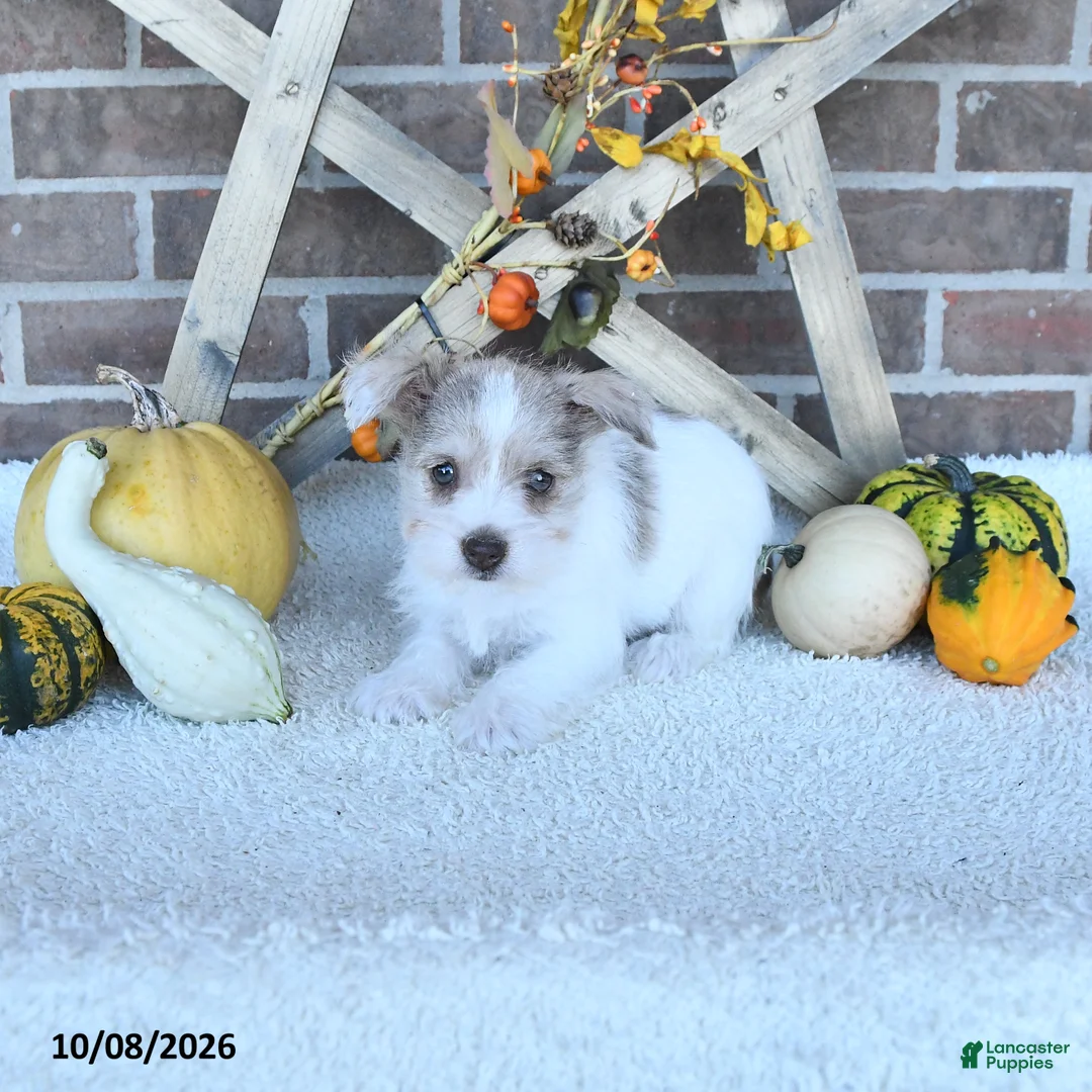 Miniature Schnauzer dogs for sale: Olivia - Ad 1