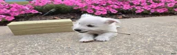 West Highland Terrier dogs for sale: Parker - Ad 5