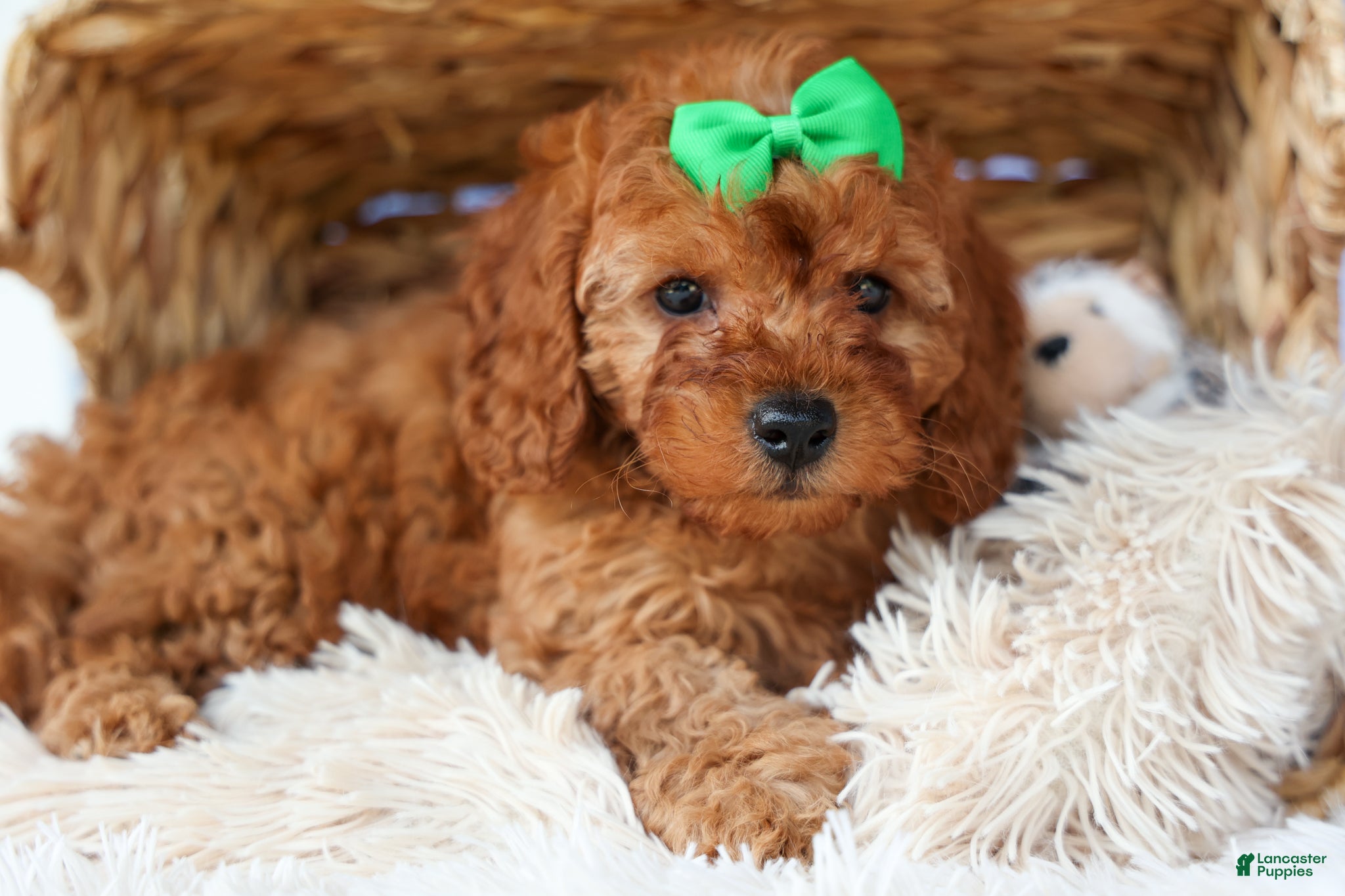 Cavapoo dogs TRAVIS - Ad 2