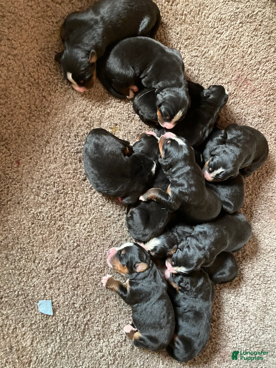 Bernese Mountain Dog dogs for sale: Bernese Mountain Dog Puppy 2 - Ad 1