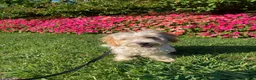 Biewer Terrier dogs for sale: Marcello - Ad 16