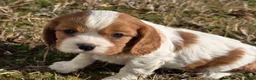 Cavalier King Charles Spaniel dogs for sale: Dillon - Ad 1