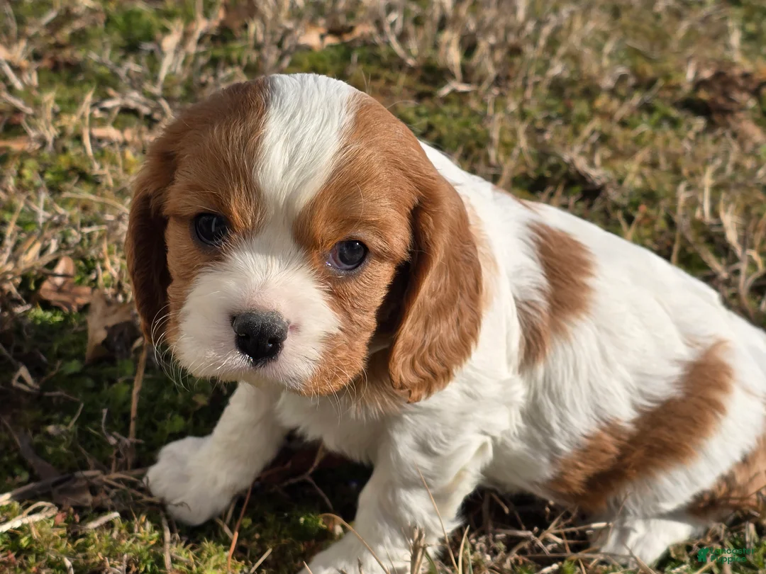 Cavalier King Charles Spaniel dogs for sale: Dillon - Ad 1