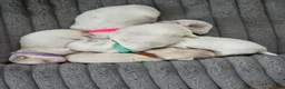 Malshi dogs for sale: Basil - Ad 3