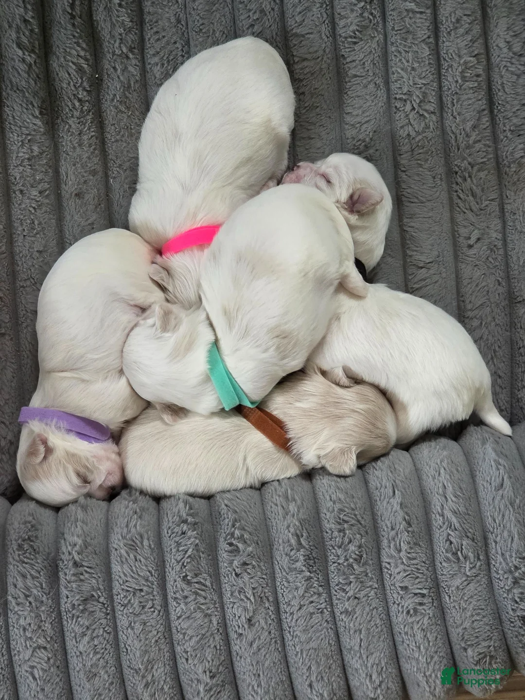 Malshi dogs for sale: Basil - Ad 3