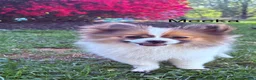 Pomeranian dogs for sale: Pomeranian Puppy 1 - Ad 6