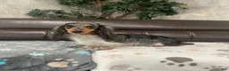 Miniature Dachshund dogs for sale: Skipper - Ad 4