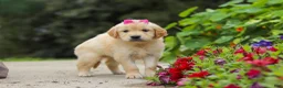 Golden Retriever dogs for sale: Bonnie - Ad 7