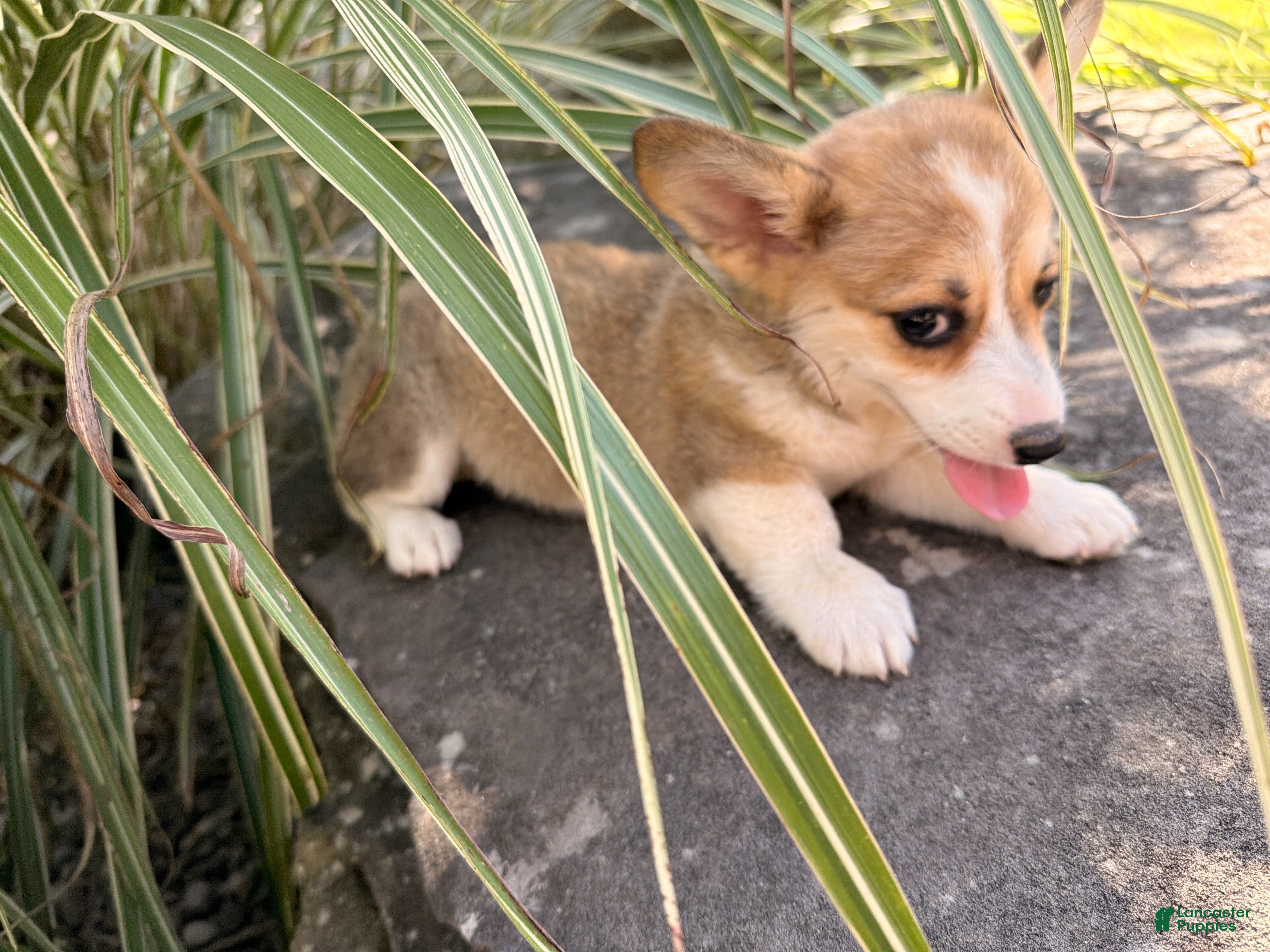 Welsh Corgi Pembroke dogs Ella - Ad 2