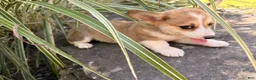 Welsh Corgi Pembroke dogs for sale: Ella - Ad 2