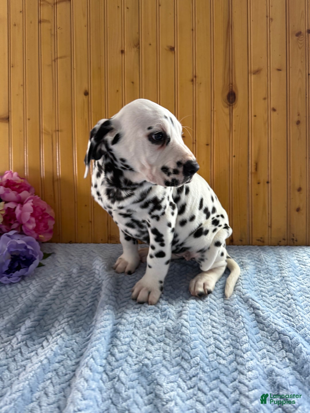 Dalmatian dogs for sale: Tessa - Ad 17